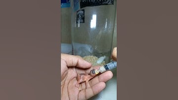 HOW TO FEED BABY SPARROW BIRD