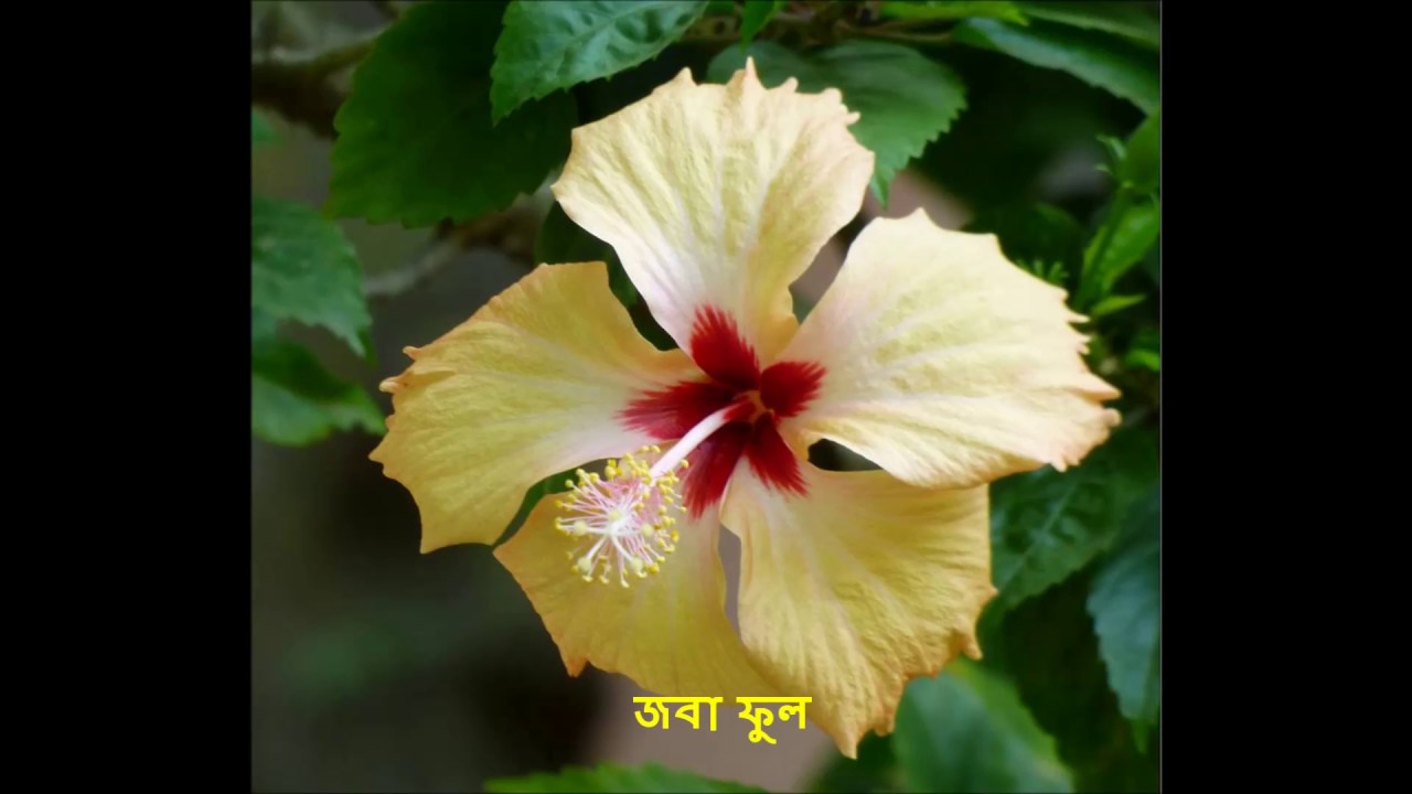 INDIAN FLOWER WITH BENGALI NAME,PART3.বাংলায় ভারতীয় ফুল এর নাম,নং৩