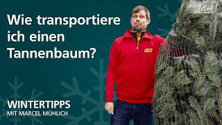 ACE-Wintertipps - Den Weihnachtsbaum sicher transportieren