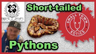 Famous Short-tailed Pythons 101 with O'Malley's Morphs | Blood Pythons Wealth