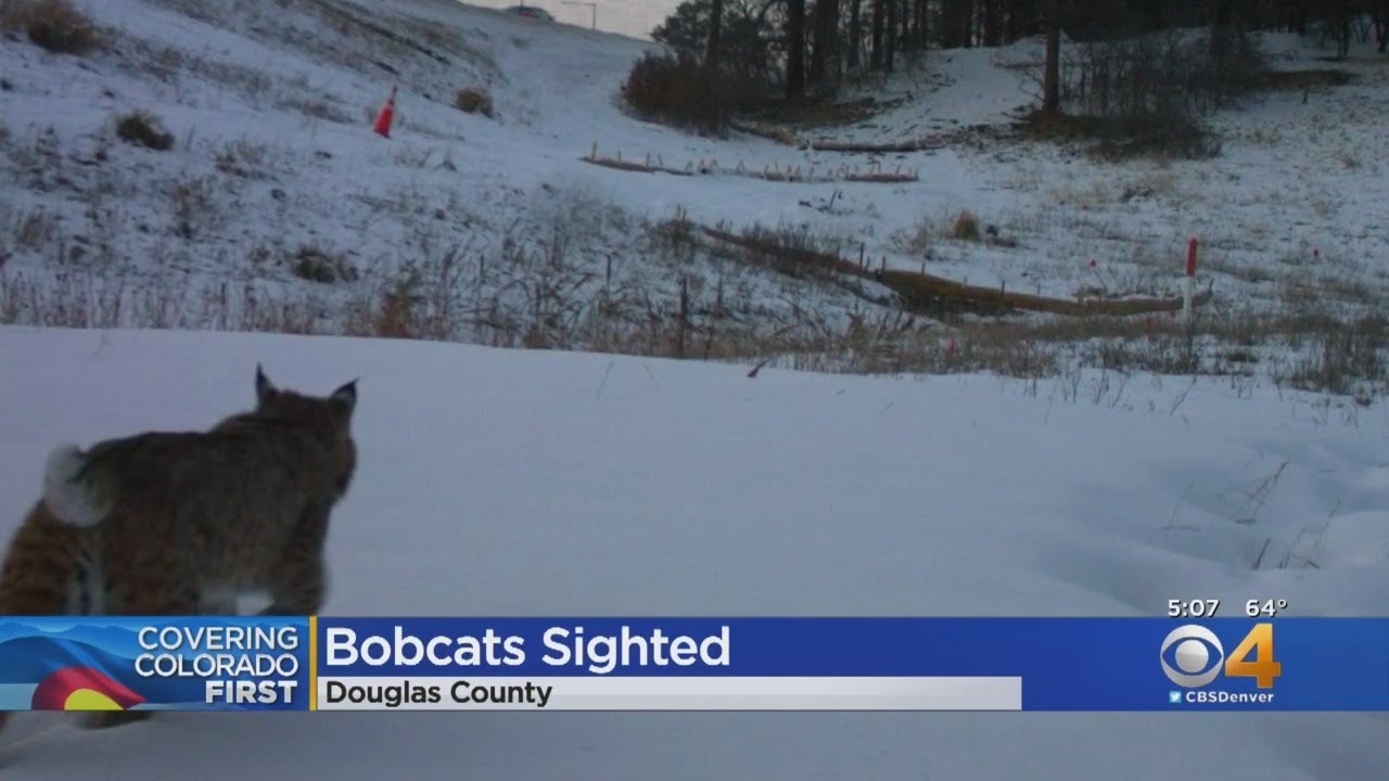 Bobcats Visit I-25 South Gap Project