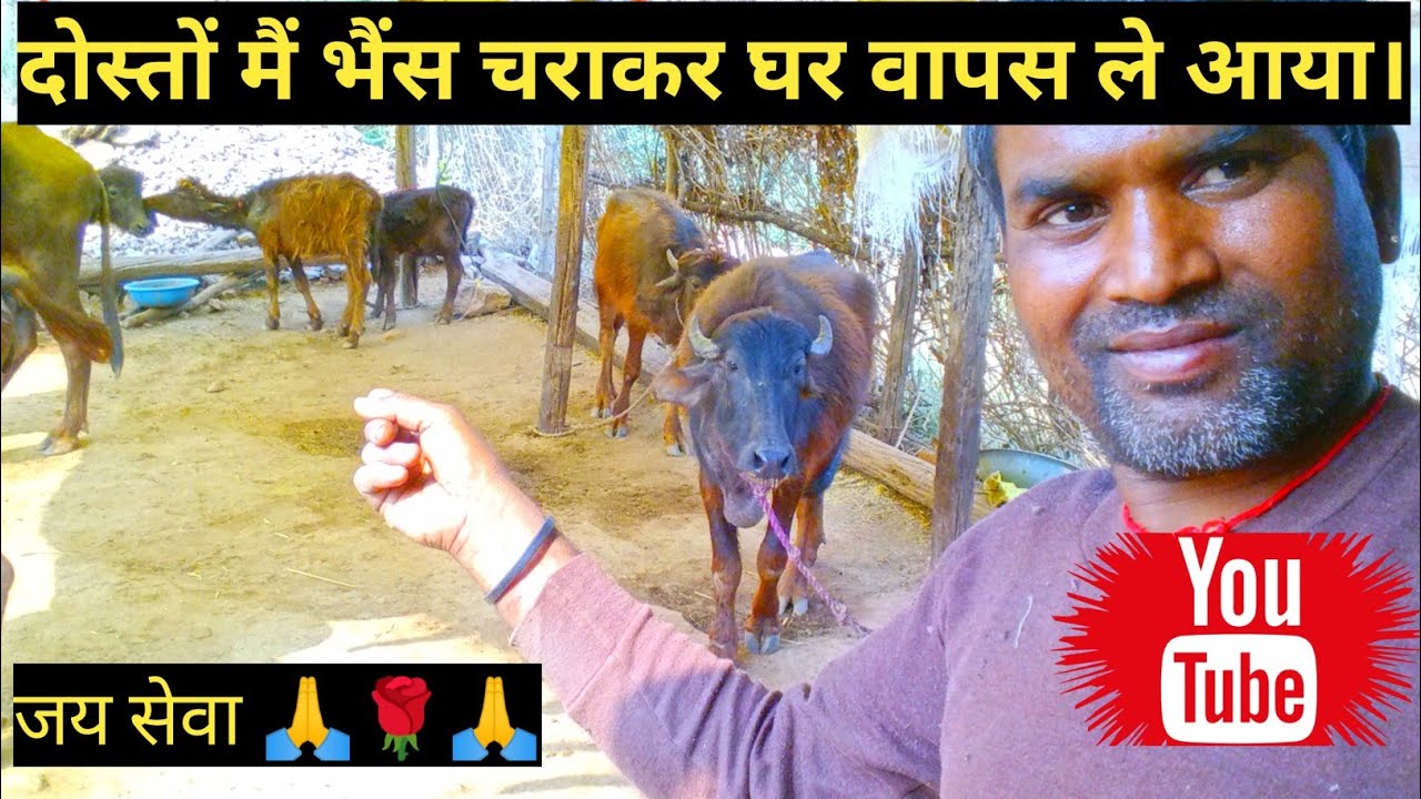 दोस्तों मेरे भैंस बहुत दिनों के बाद मिला फिर भी पहचान लिए 