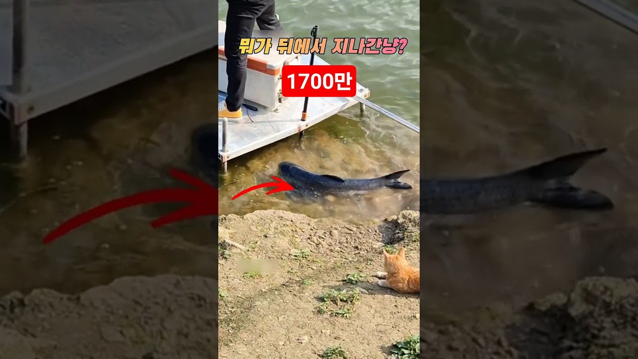 기회는 항상뒤에 있다? #fishing #민물낚시