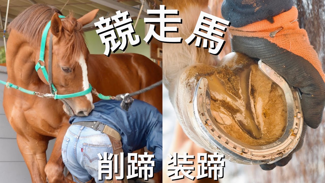 競走馬の削蹄・装蹄作業#121 Hoof Restoration Farrier - YouTube