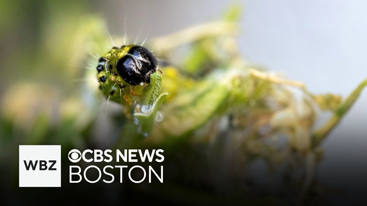 Invasive moth species tearing through popular plants on Cape Cod