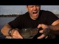 Bitten by a Cannibal Black Piranha | Deadly 60 -Series 3 | BBC