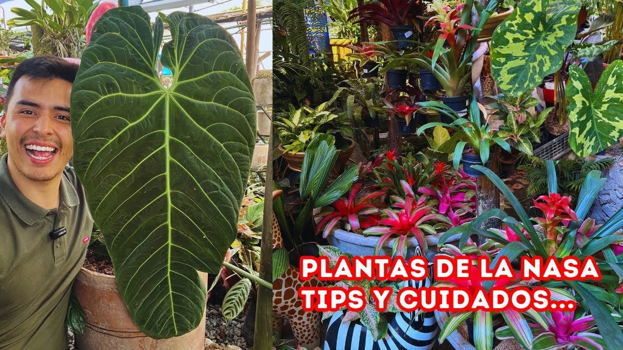 Nuestro JARDÍN y VIVERO PLANTAS LINDAS, la PLANTA # 1 recomendada por la NASA |AP