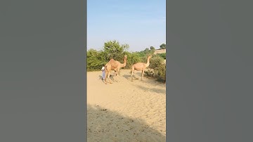 camel 🐪 meeting camel breeding camel video #camel #camels #animals  #thar  #camelsofdesert #wildlife