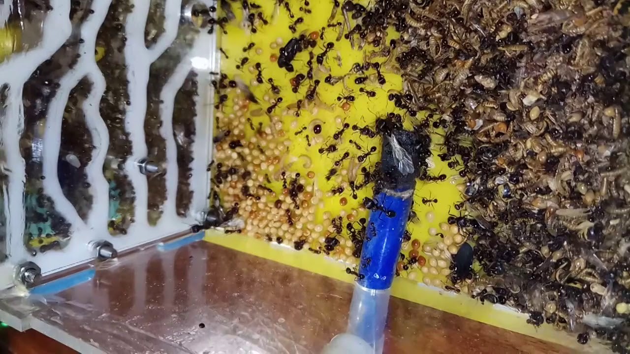 Мессор структор или жнец - YouTube