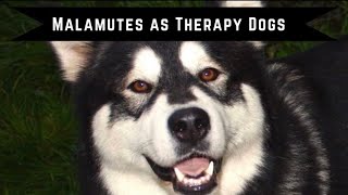 Alaskan Malamute as THERAPY DOGS