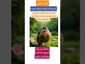 كيف قتلها اللعين بسهامه كيف قتلها اللعين بسهامه