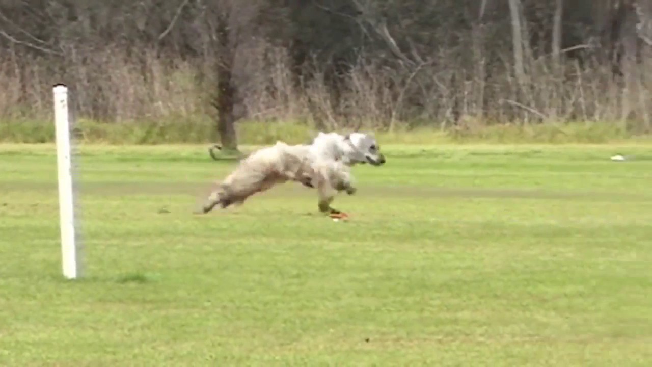 Afghan Hound Lure Coursing
