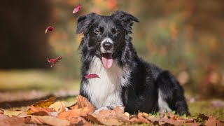 Managing Skin Allergies in Australian Shepherds Details