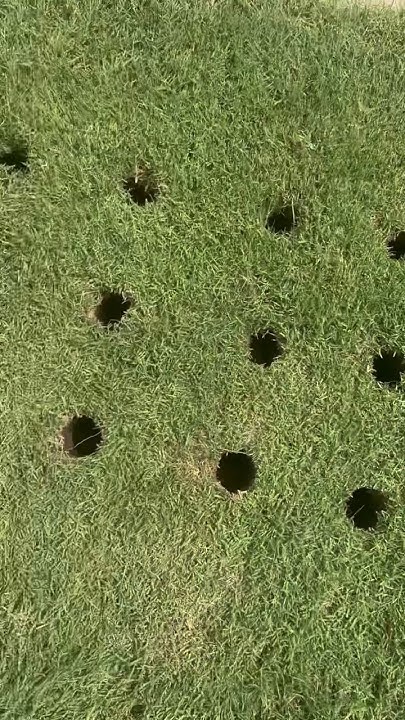 Plugging Bermuda Grass To Fill In Bare Spots YouTube plugging-bermuda-grass-to-fill-in-bare-spots-youtube