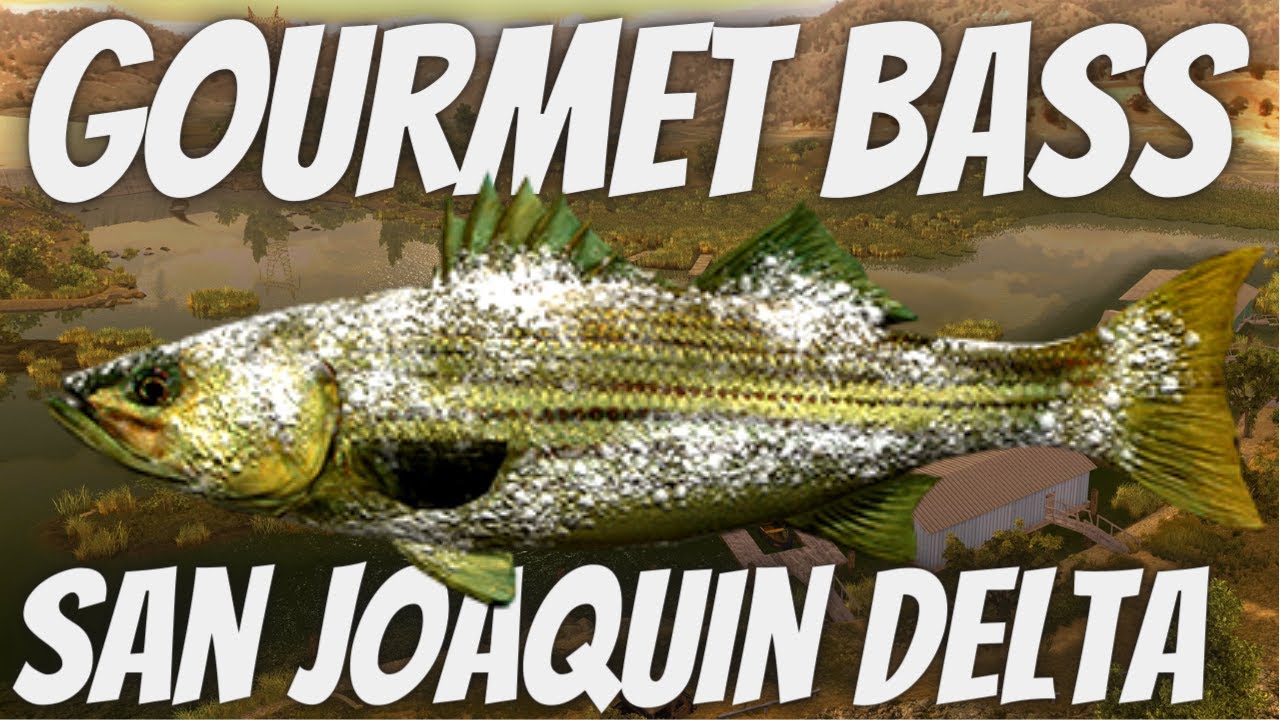 Fishing Gourmet Bass MONSTER How To Catch San Joaquin Delta