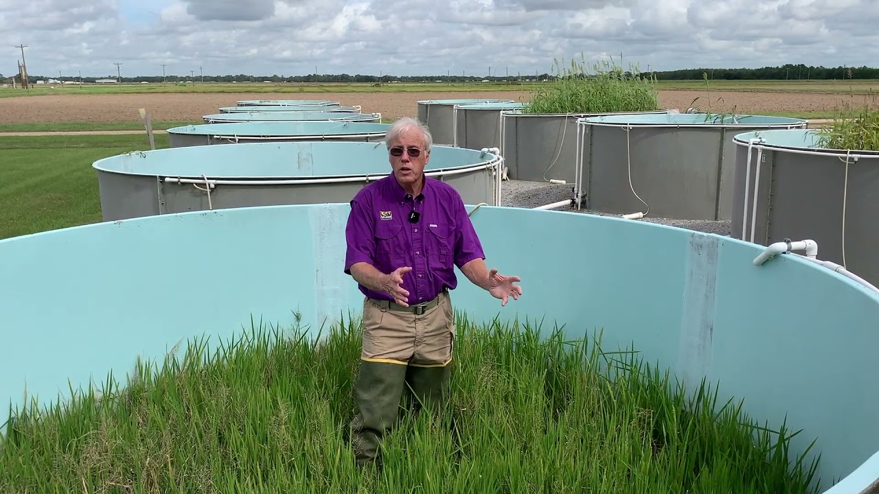 When to Plant Forage for Crawfish