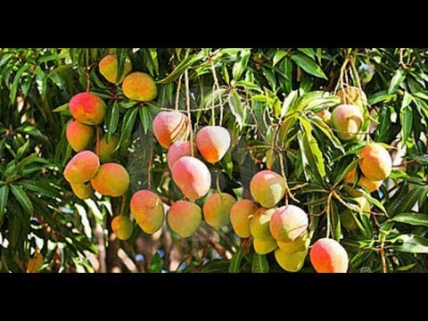 Plantar pé de manga em vaso e produzir em pouco tempo # Frutiferas em vaso