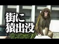 街にサルが出没。