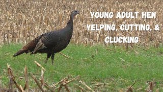 Wild Hen Turkey sounds (Yelping, Cutting & Clucking)