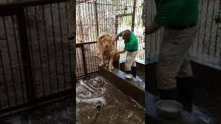 Just A Random Lion Taking A Bath
