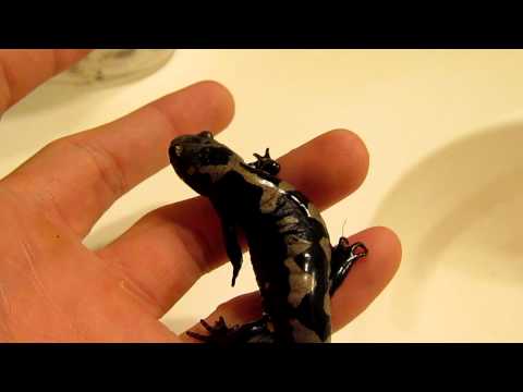 Video: Marble Ambistoma (Ambystoma Opacum)