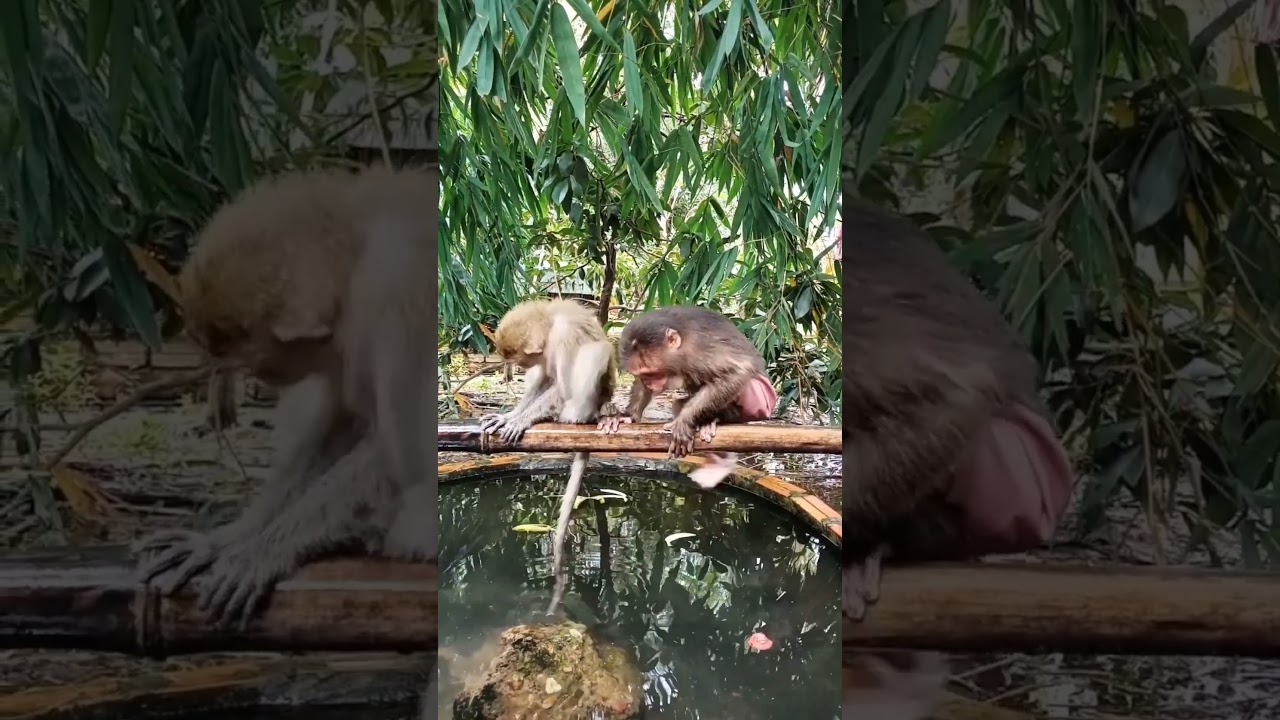 Can Monkeys Really Use Cups Like This? 