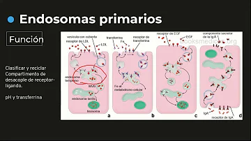 ¿Qué son los endosomas tipos y diferencias?