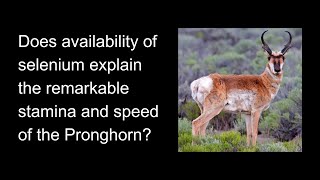 Does availability of selenium explain the remarkable stamina and speed of the Pronghorn?