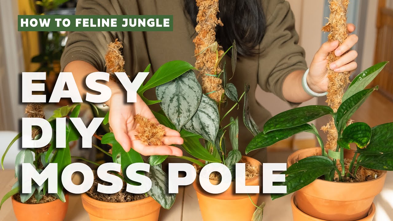 Moss Poles for Climbing Plants Stackable Plastic Plant Pole Plant Sticks Sphagnum  Moss Pole for Climbing