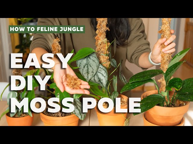 How to Make a Moss Pole Support — The Green Mad House