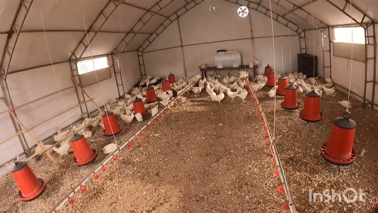 GEZEN TAVUK İSINE GİRDİK | KÜMESİN İÇİNE NELER YAPTIK  