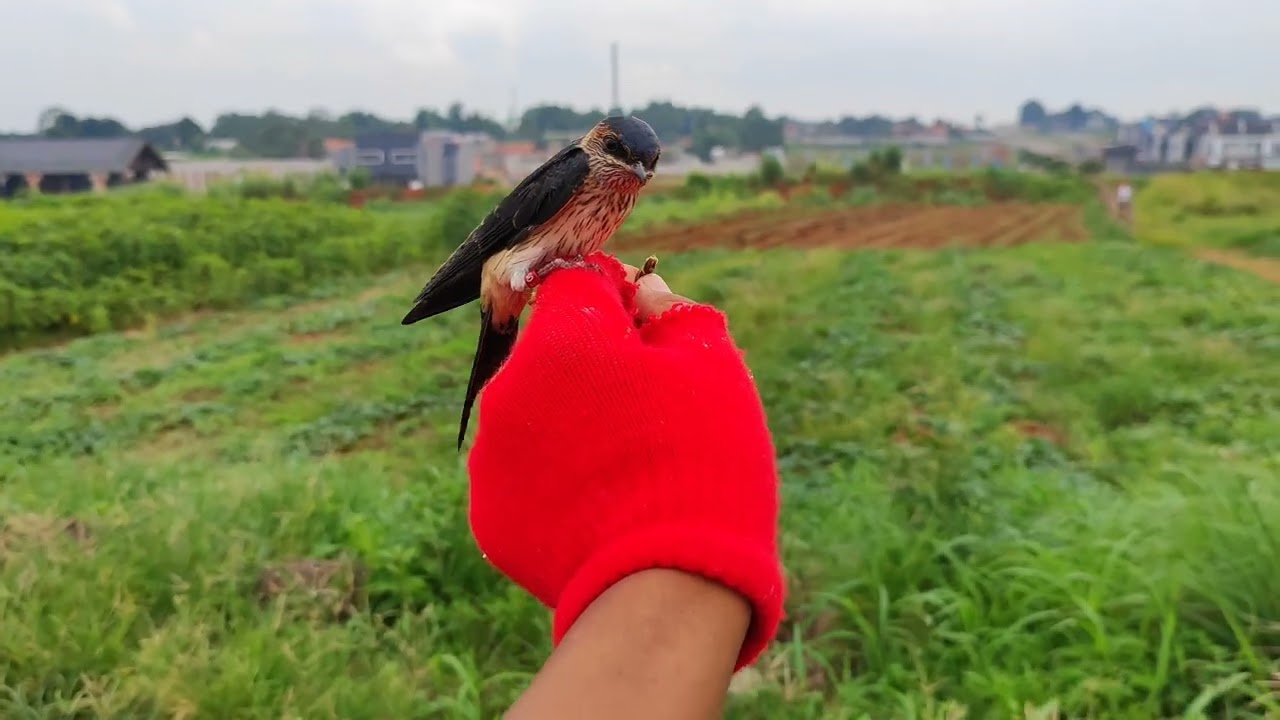 Perdana free fly BURUNG LORENG bikin panik