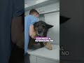 Él no puede decir que le duele… por eso debes llevarlo al médico ❤️ #perros #miradacanina #cine