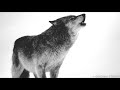 Enya - Crying Wolf [Lyrics]