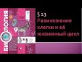 Биология 9 класс. Размножение клетки и её жизненный цикл