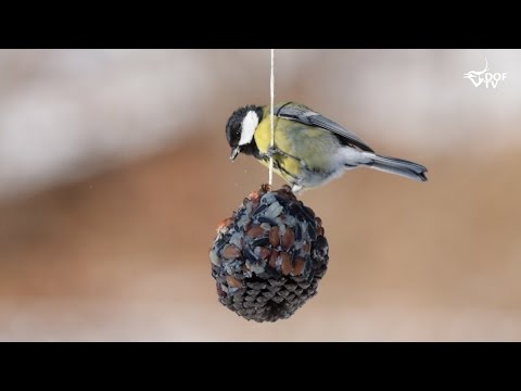 Fuglefodring: Sådan laver du fuglenes yndlings-fedtkugle