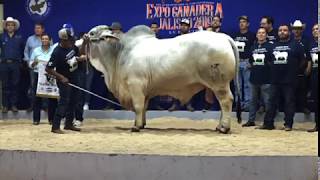 EL MEJOR GANADO BRAHMAN EN JALISCO