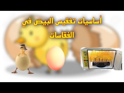 فيديو: أين يتم تحضين البيض؟