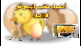 أساسيات تفقيس البيض في الفقاسات