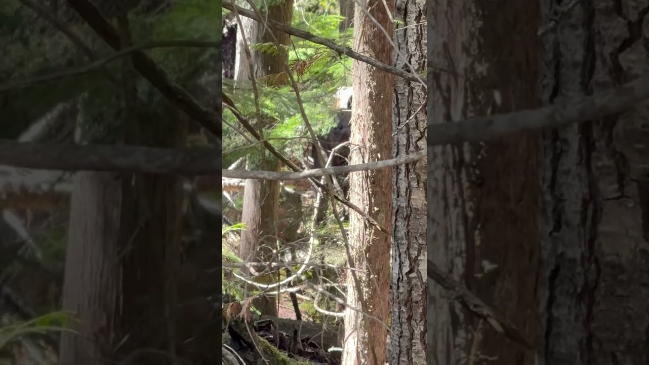 Newborn moose wondering with mama #pnw #wildlife #moose #shorts #subscribe #content #videooftheday