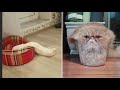 Смешные кошки до слез Смешное видео про котов - коты это жидкость