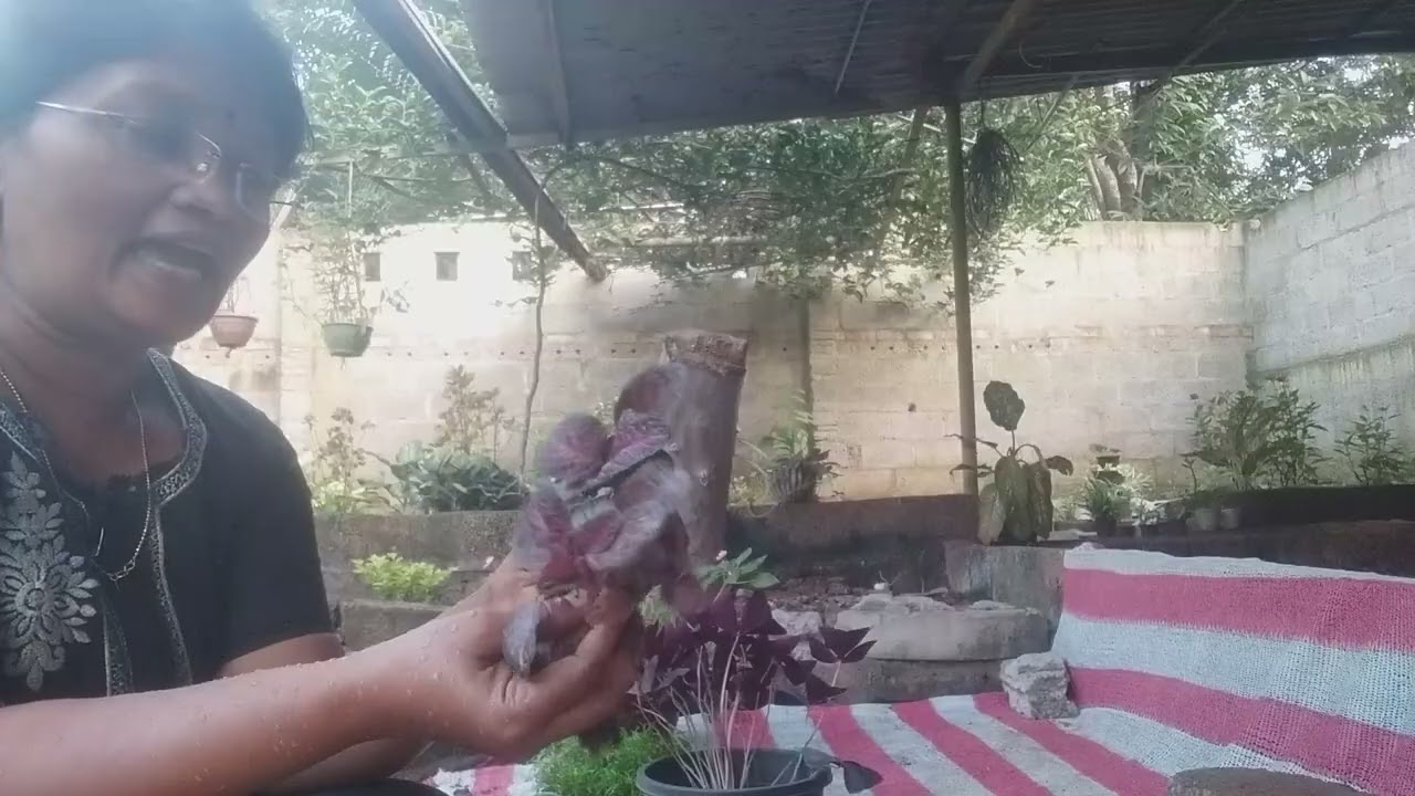 Episcia plant പിടിപ്പിച്ചെടുക്കാൻ എളുപ്പമാണ് എന്നാൽ അതു കഴിഞ്ഞുള്ള care കുറച്ചു കഷ്ടം 👍🏻