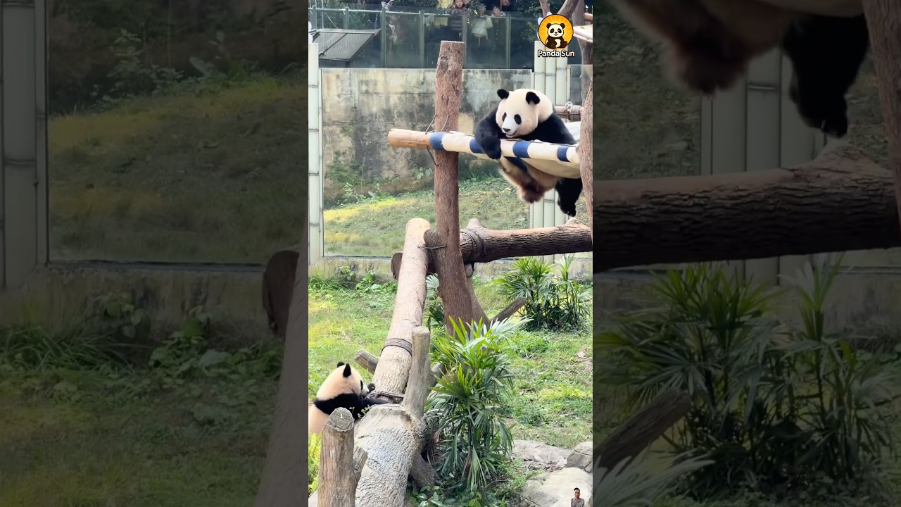 Mama panda goes hyper because of the baby엄마 판다가 아기 판다 때문에 정신없어요 