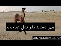 Camel dance muhammad Yar. New camel dance 2021 in pakka mehran. Thall . desert video. Village vdeo