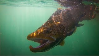 Trout Fishing On The Niagara River--Brown Trout And Steelhead
