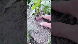 garden tour #garden #selfreliance #farmtotable