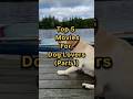 Top 5 Movies For Dog Lovers Dog Dogmovies Doglover Moviefordog