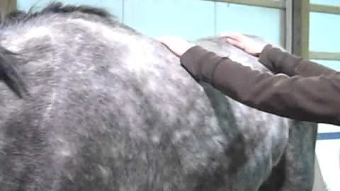 Danielle Schmidt-Equine Massage, Effleurage.