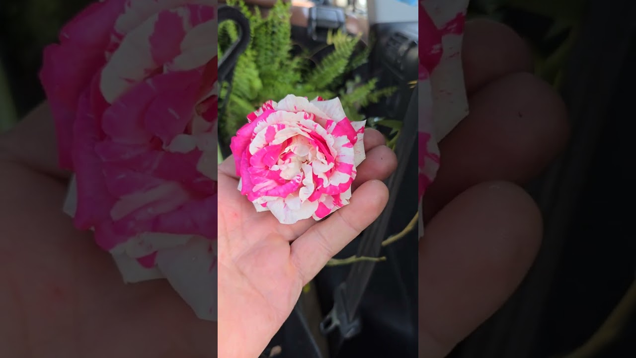 جولة في مشاتل سبع ابكار . بغداد 🥀جنتي حديقتي🥀