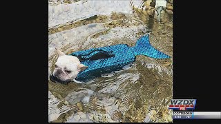 Merdogs? Maybe, With These Life Vests.